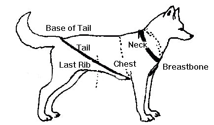 How to Measure for an X-Back Dog Harness