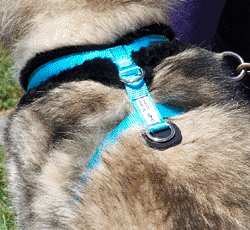 Dog Shoulder Harness