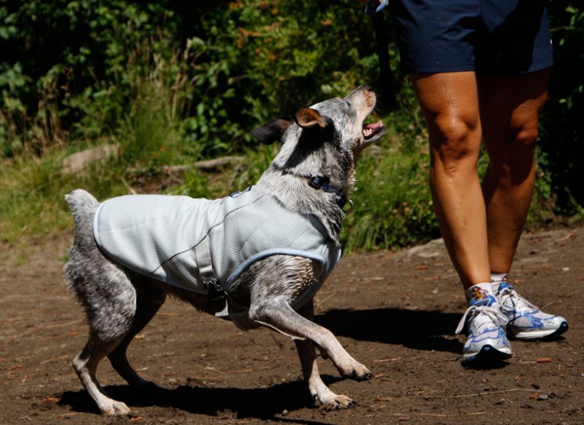 Ruffwear Swamp Cooler Dog Cooling Jacket - In use 