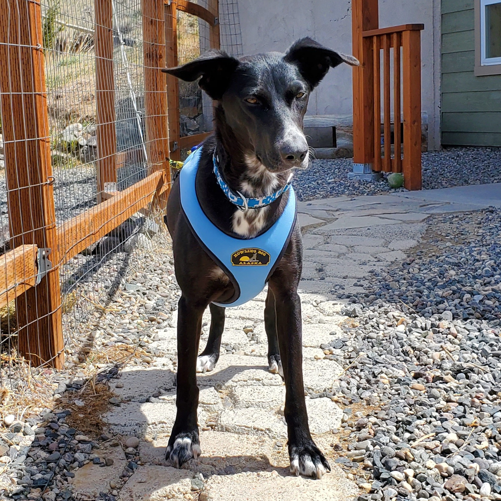 Rbx online dog harness