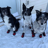 Dog Boots - Protector Set of 4 (Howling Dog Alaska)