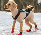 Skijor Starter Kit (Non-Stop Dogwear)