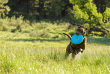 HOVER CRAFT™ Toy (Ruffwear)