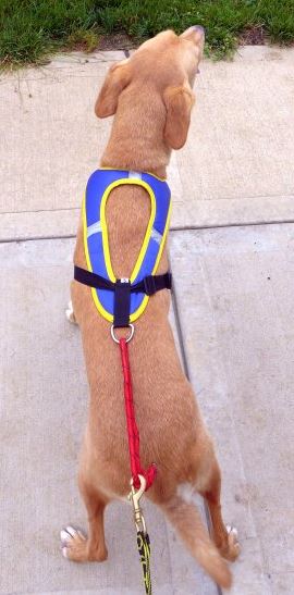 Tough Skin Dog Harness - top