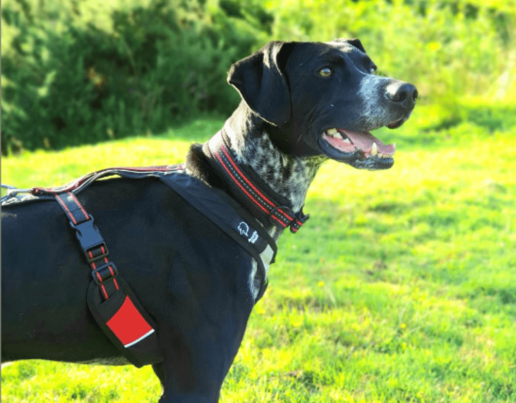 Adventure Harness (Arctic Wolf) - SnowPaw Store - Arctic Wolf - Dog Harness