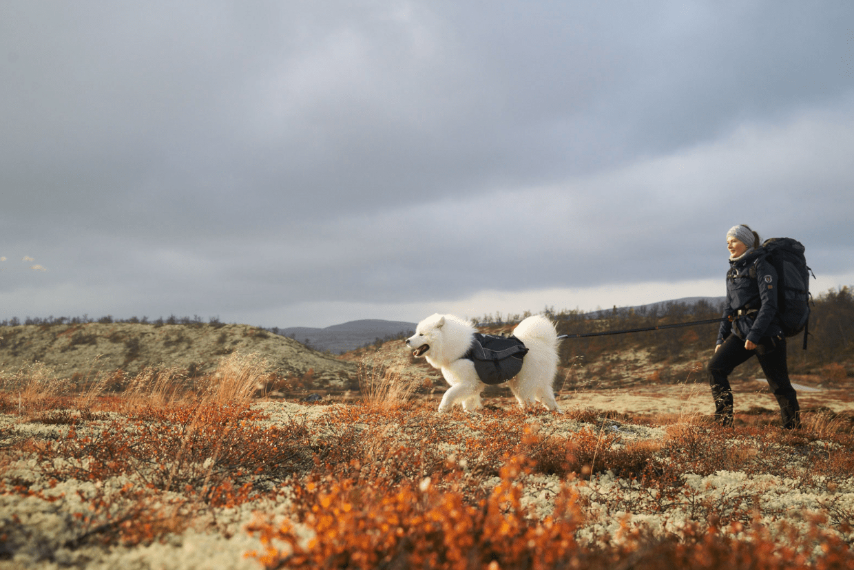 Amundsen Dog Backpack (Non - Stop Dogwear) - SnowPaw Store - Non - Stop Dogwear - Active Dog Gear