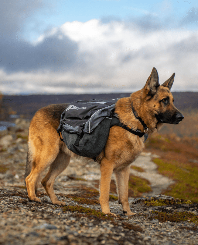 Amundsen Dog Backpack (Non - Stop Dogwear) - SnowPaw Store - Non - Stop Dogwear - Active Dog Gear