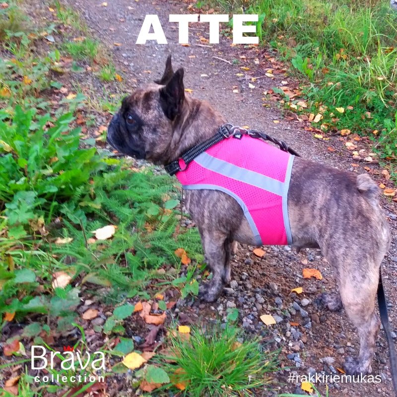 ATTE Attention Vest (Finnero) - SnowPaw Store - Finnero - Active Dog Gear