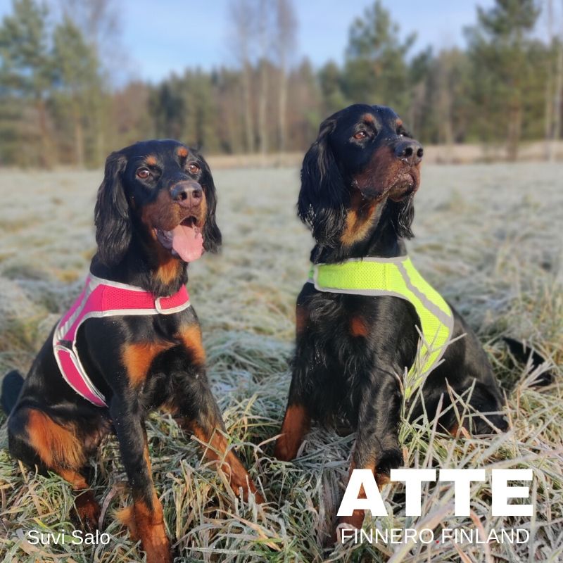 ATTE Attention Vest (Finnero) - SnowPaw Store - Finnero - Active Dog Gear