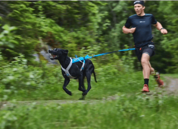 Bungee Leash (Non - Stop Dogwear) - SnowPaw Store - Non - Stop Dogwear - Dog Collars, Leads, Belts