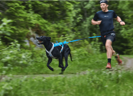 Bungee Leash (Non - Stop Dogwear) - SnowPaw Store - Non - Stop Dogwear - Dog Collars, Leads, Belts