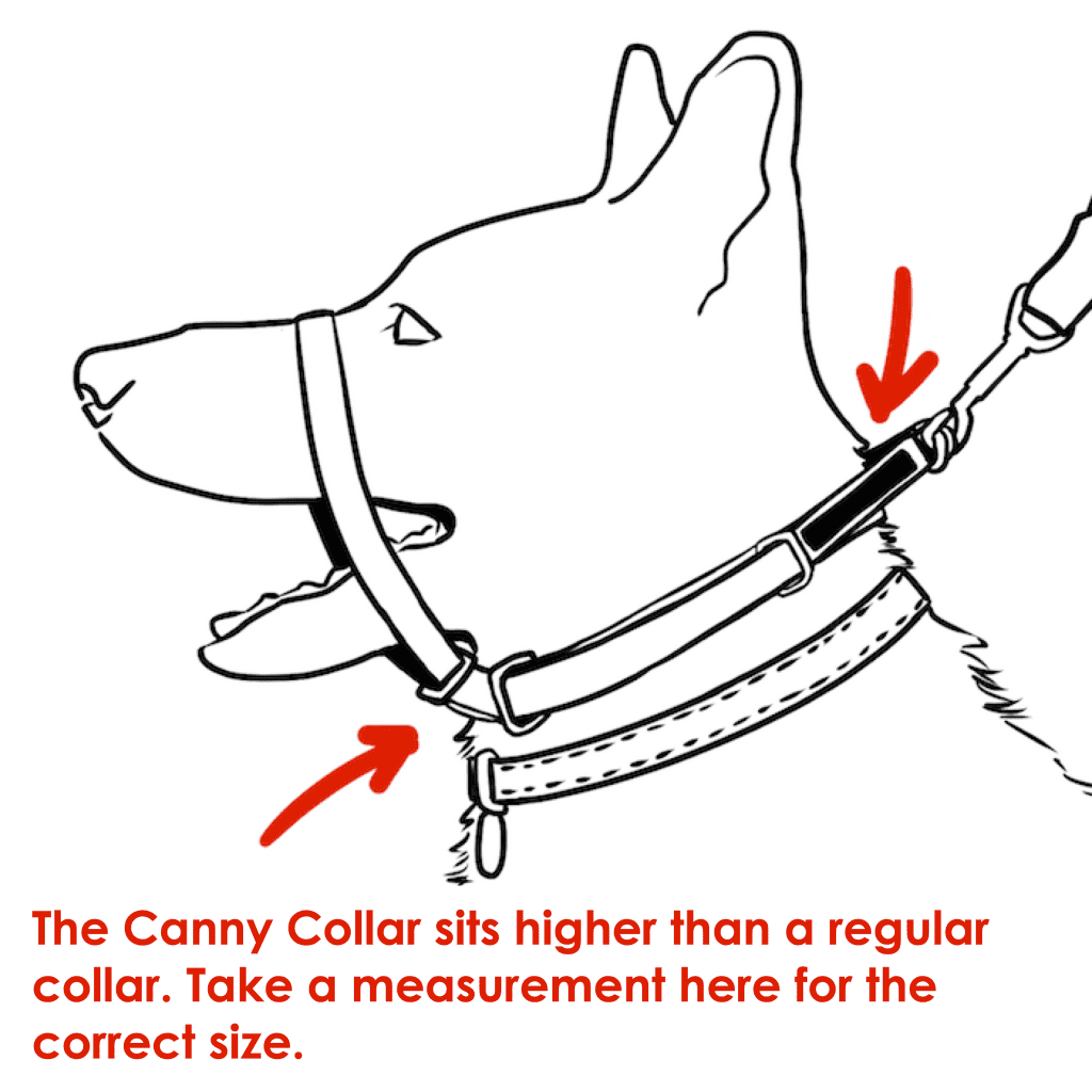 Canny Collar (Canny Company) - SnowPaw Store - Canny Company - Dog Collars