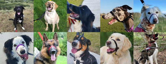 Canny Collar (Canny Company) - SnowPaw Store - Canny Company - Dog Collars