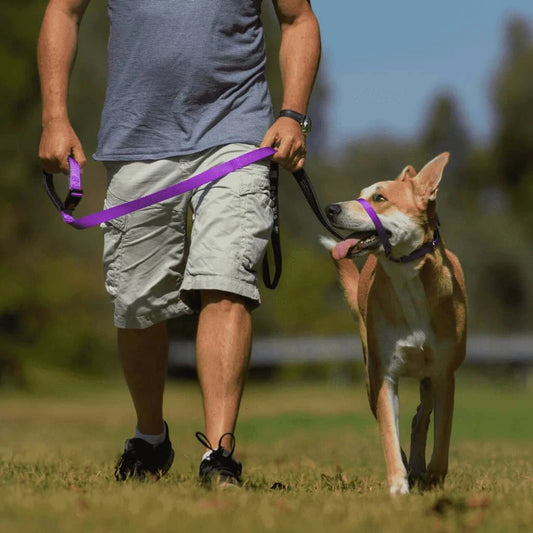 Canny Collar (Canny Company) - SnowPaw Store - Canny Company - Dog Collars