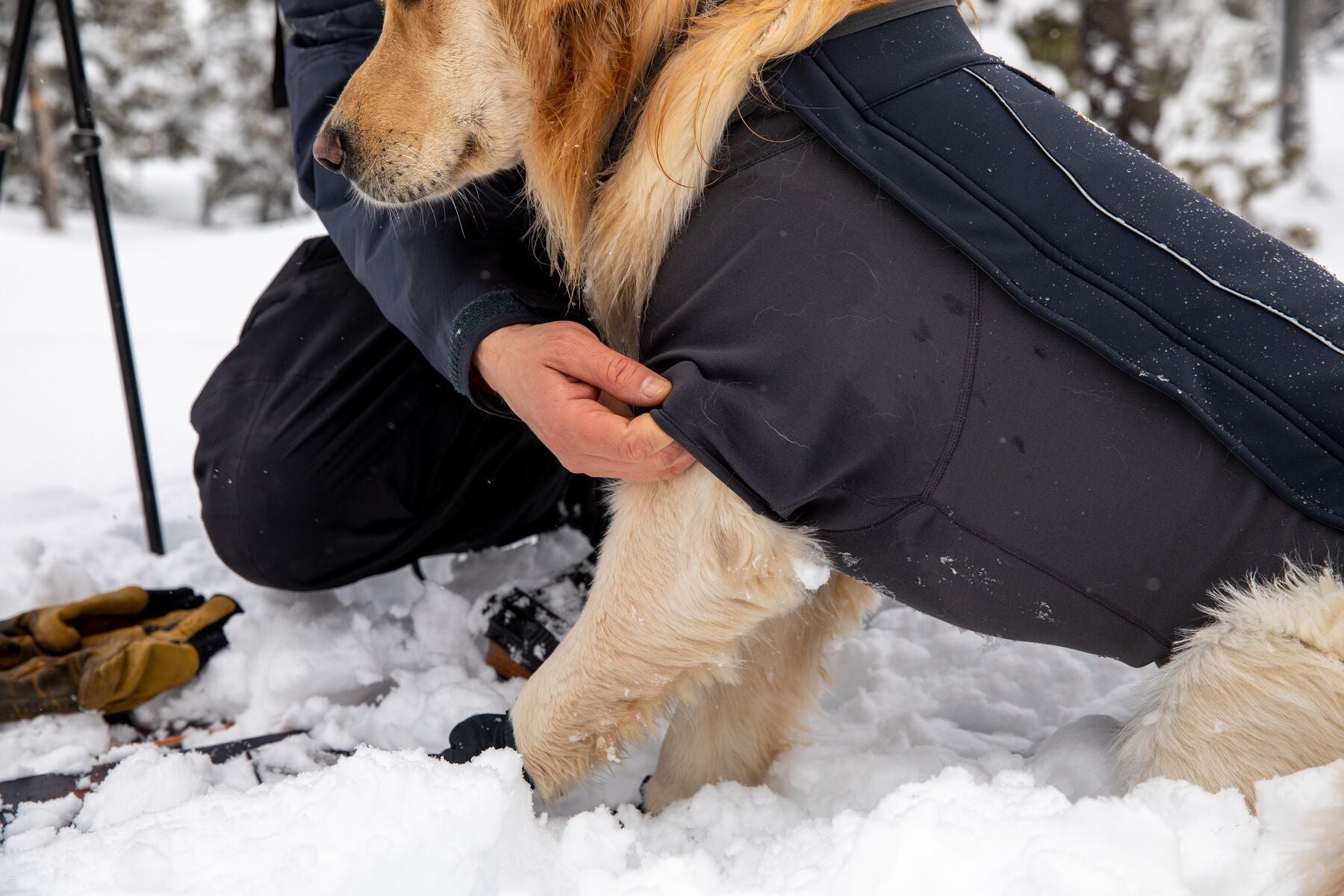 Cloud Chaser Soft Shell Dog Jacket (Ruffwear) - SnowPaw Store - Ruffwear - Active Dog Gear