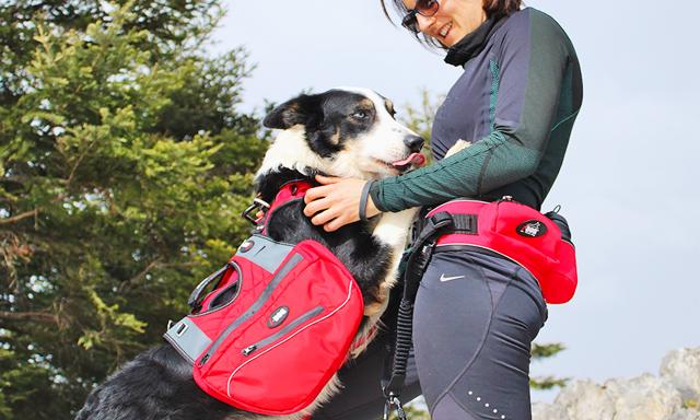 Comfort Trek Belt (i - Dog) - SnowPaw Store - i - Dog - Active Human Gear