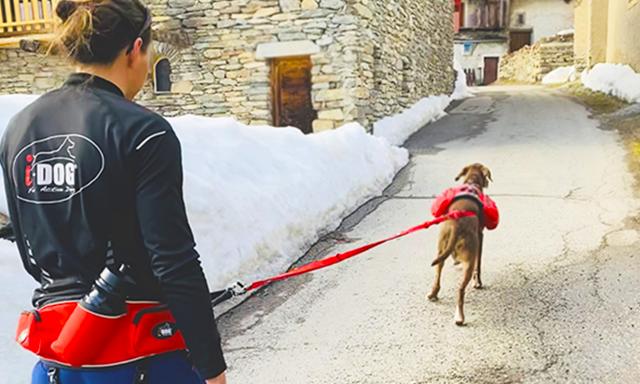 Comfort Trek Belt (i - Dog) - SnowPaw Store - i - Dog - Active Human Gear