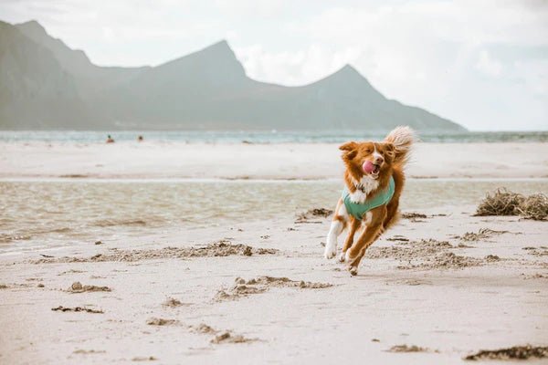 Cooling Wrap (Hurtta) - SnowPaw Store - Hurtta - Active Dog Gear