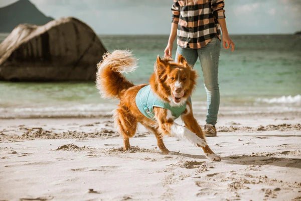 Cooling Wrap (Hurtta) - SnowPaw Store - Hurtta - Active Dog Gear