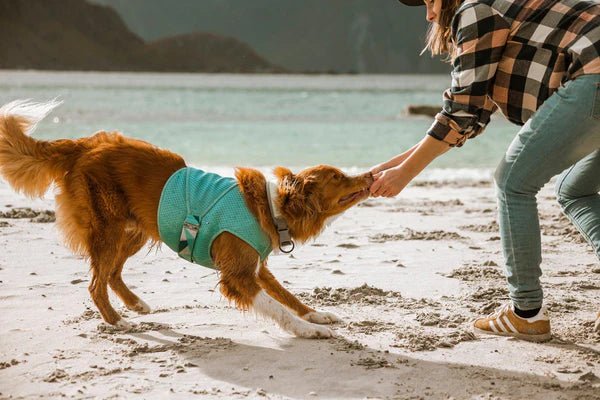 Cooling Wrap (Hurtta) - SnowPaw Store - Hurtta - Active Dog Gear