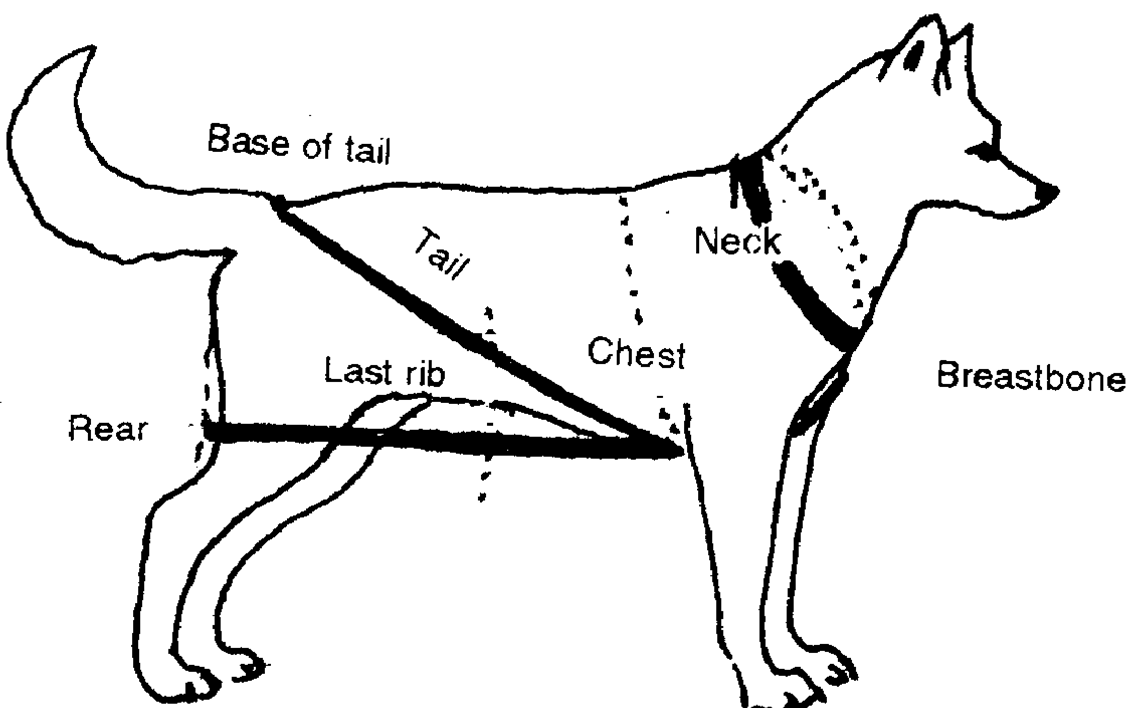 Custom Sacco Carting Harness (Nordkyn) - SnowPaw Store - Nordkyn - Dog Harness