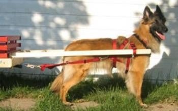 Custom Siwash Carting Dog Harness - SnowPaw Store - Nordkyn - Dog Harness