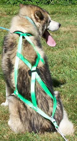 X-Back Dog Harness in use