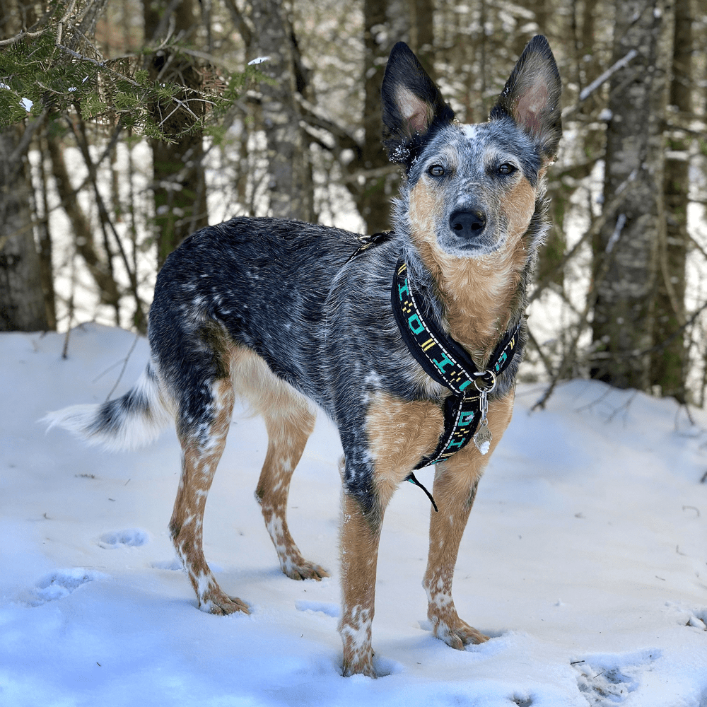 Distance Harness (Howling Dog Alaska) - SnowPaw Store - Howling Dog Alaska - Dog Harness
