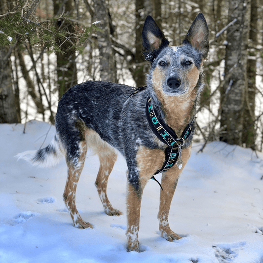 Distance Harness (Howling Dog Alaska) - SnowPaw Store - Howling Dog Alaska - Dog Harness
