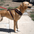 Distance Harness (Howling Dog Alaska) - SnowPaw Store - Howling Dog Alaska - Dog Harness