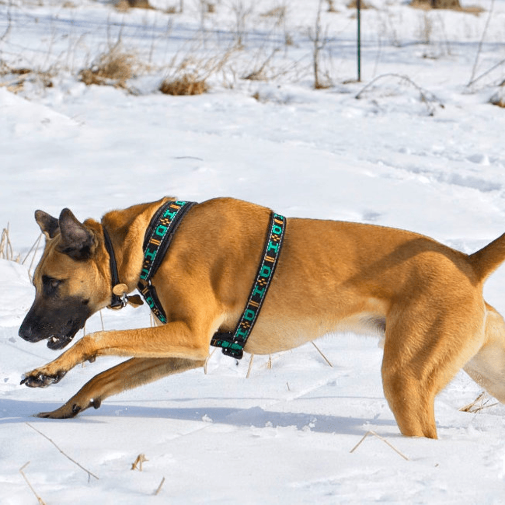 Distance Harness (Howling Dog Alaska) - SnowPaw Store - Howling Dog Alaska - Dog Harness