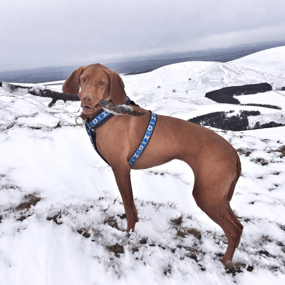 Distance Harness (Howling Dog Alaska) - SnowPaw Store - Howling Dog Alaska - Dog Harness