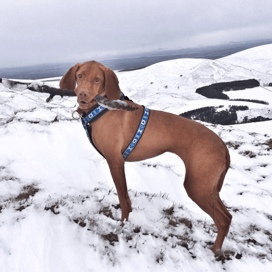 Distance Harness (Howling Dog Alaska) - SnowPaw Store - Howling Dog Alaska - Dog Harness