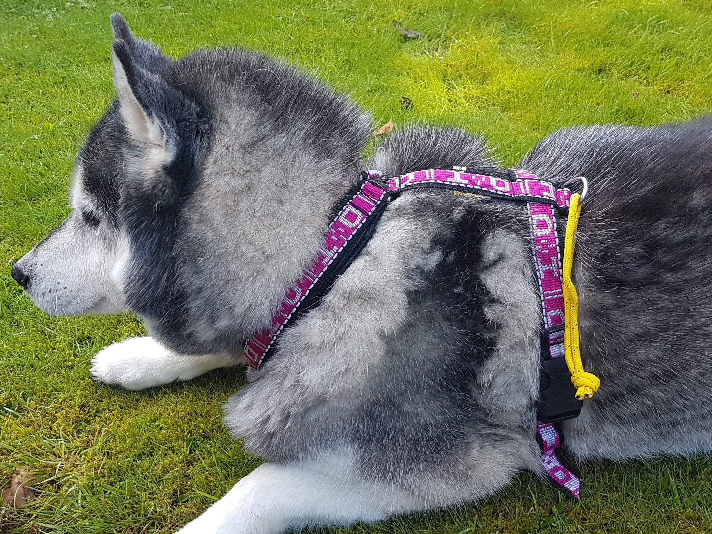 Distance Harness (Howling Dog Alaska) - SnowPaw Store - Howling Dog Alaska - Dog Harness