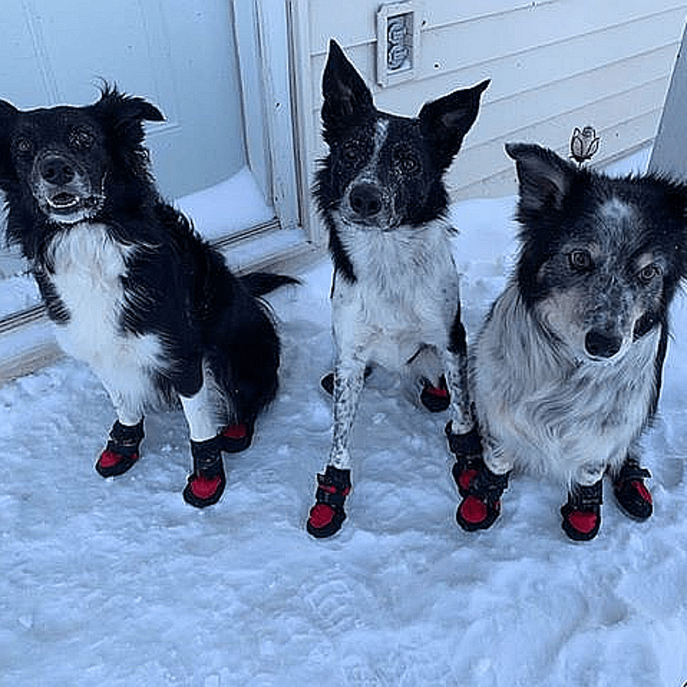 Dog Boots - Protector Set of 4 (Howling Dog Alaska) - SnowPaw Store - Howling Dog Alaska - Active Dog Gear