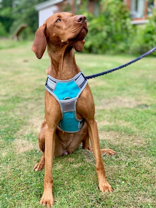 Dog Travel Harness (Henry Wag) - SnowPaw Store - Henry Wag - Travel