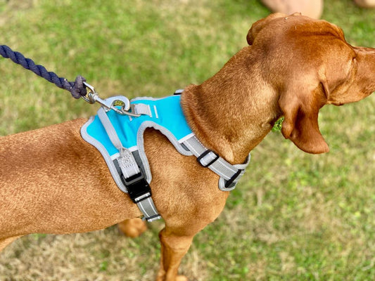 Dog Travel Harness (Henry Wag) - SnowPaw Store - Henry Wag - Travel