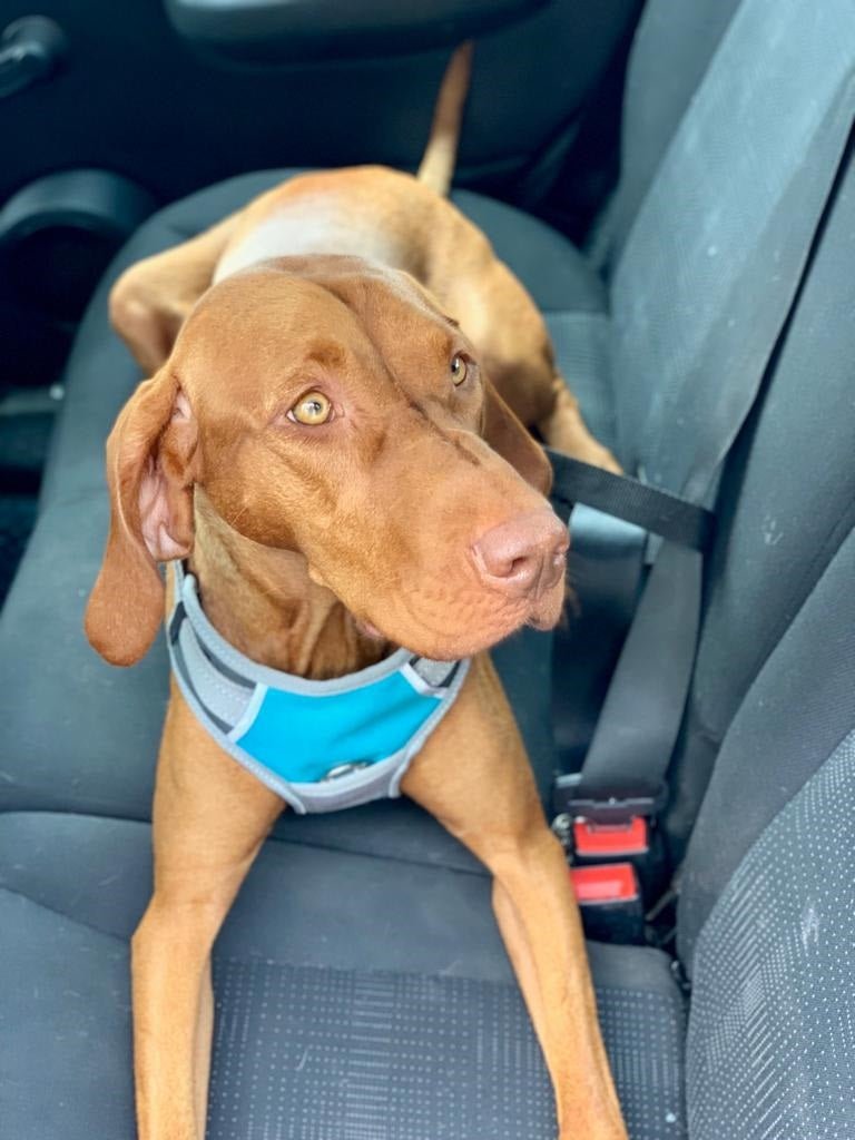 Dog Travel Harness (Henry Wag) - SnowPaw Store - Henry Wag - Travel