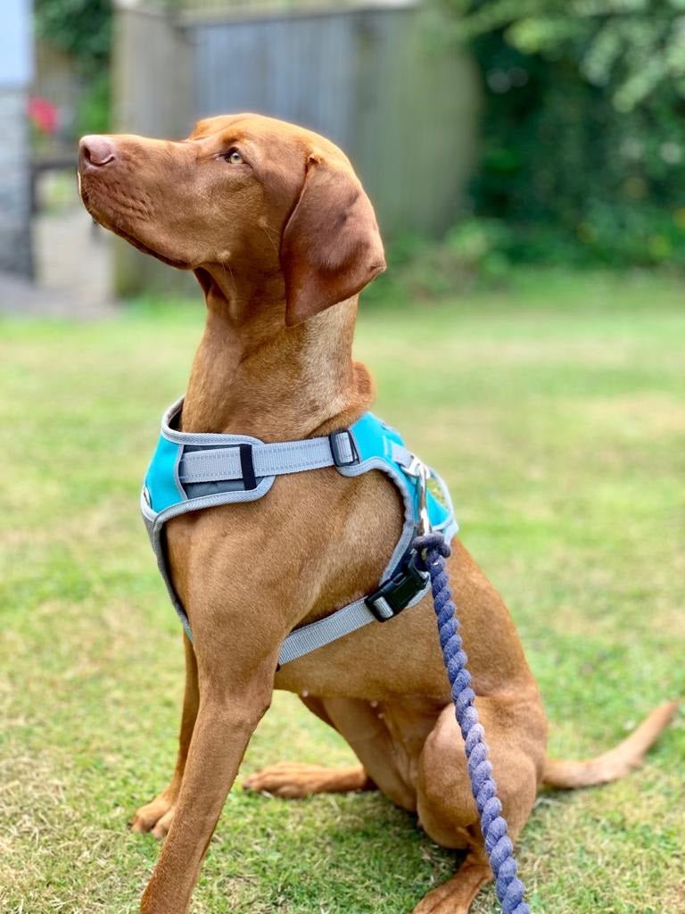 Dog Travel Harness (Henry Wag) - SnowPaw Store - Henry Wag - Travel