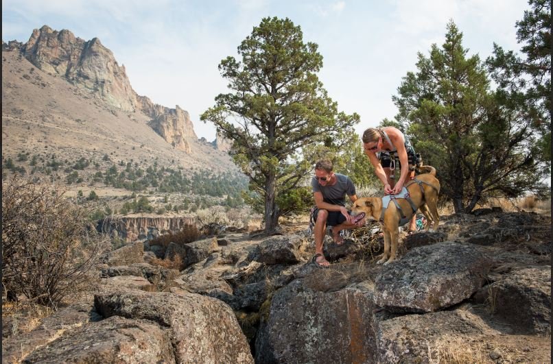 DoubleBack Dog Harness (Ruffwear) - SnowPaw Store - Ruffwear - Dog Harness