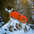 DURACOAT® (Howling Dog Alaska) - SnowPaw Store - Howling Dog Alaska - Active Dog Gear
