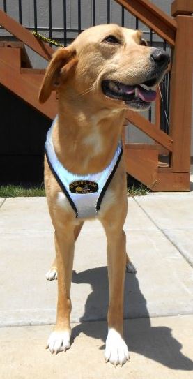 Flash Dog Harness - full reflective - front view