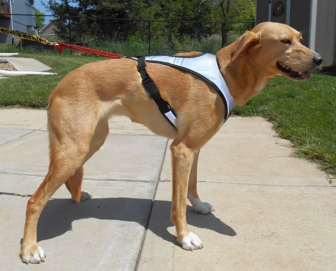 Flash Dog Harness - full reflective - side view