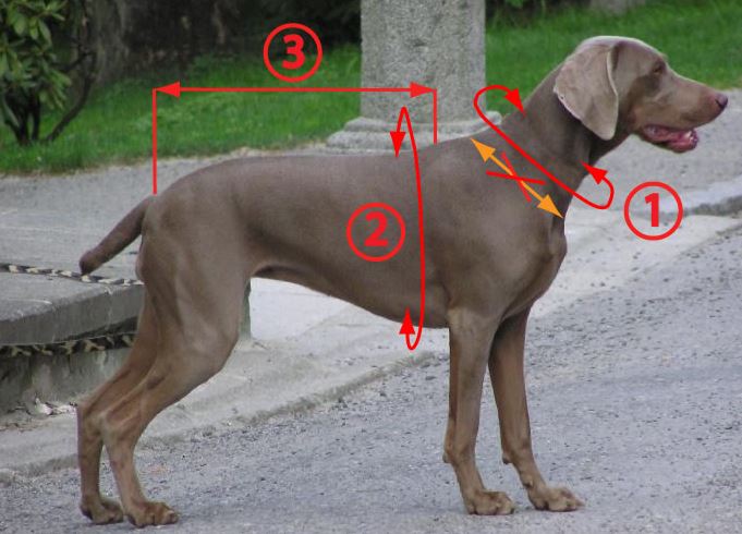 Euro Short Harness (Zero DC) - SnowPaw Store - Zero DC - Dog Harness