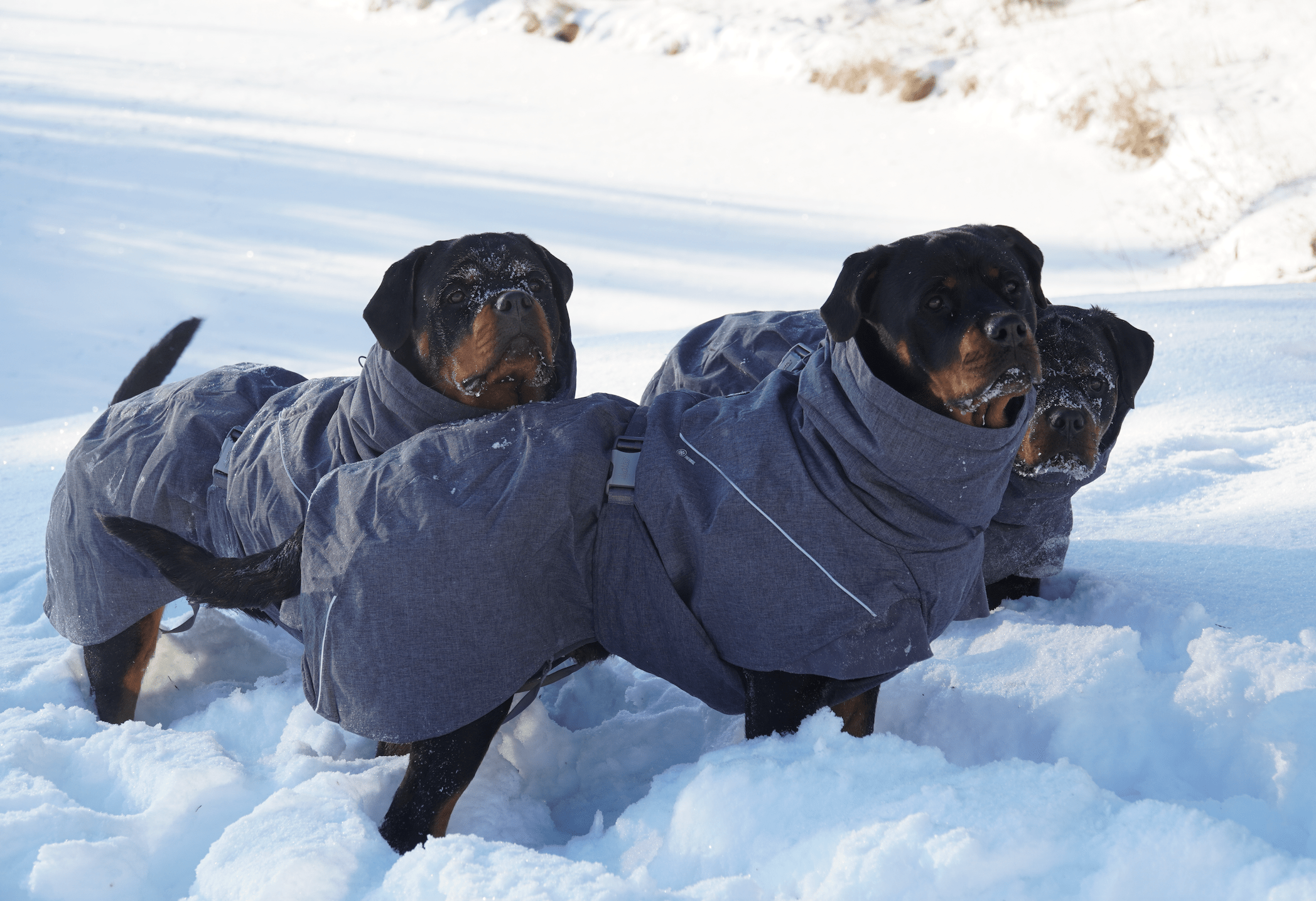 Expedition Parka - Blackberry (Hurtta) - SnowPaw Store - Hurtta - Active Dog Gear