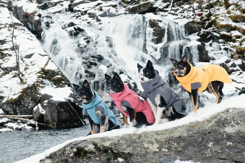 Expedition Parka - Blackberry (Hurtta) - SnowPaw Store - Hurtta - Active Dog Gear