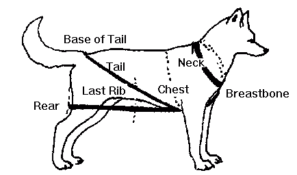 How to measure for dog carting harness