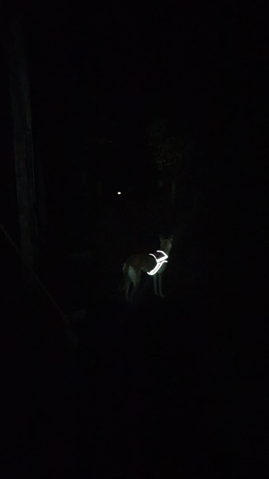 FOREST Attention Vest (Finnero) - SnowPaw Store - Finnero - Active Dog Gear