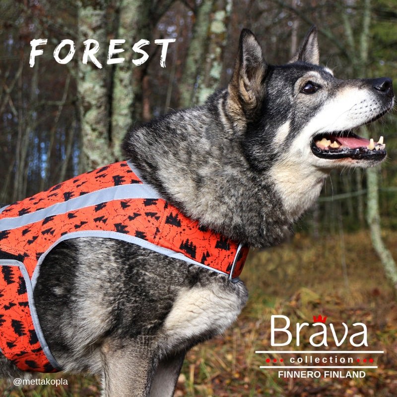FOREST Attention Vest (Finnero) - SnowPaw Store - Finnero - Active Dog Gear