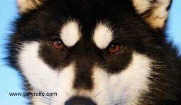 Gary Rolfe Signed Greeting Cards - SnowPaw Store - Gary Rolfe - Gifts